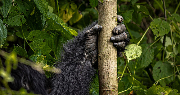 CDR_05212023_0644_Gorilla Trek_Gorillas_N