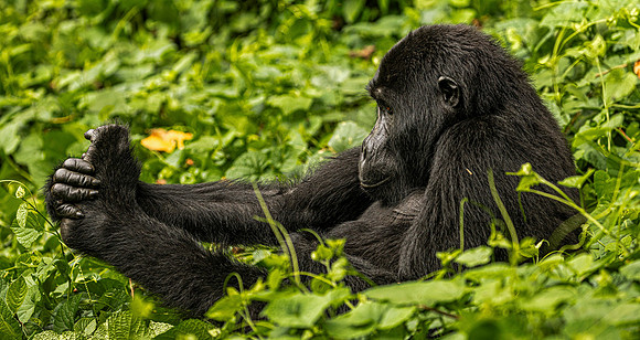 CDR_02262024_2930_Gorillas_Habinyanja Family_buhoma_gorillas_N