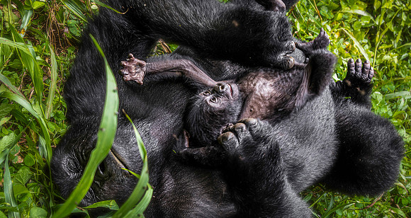 CDR_01222025_1318_Gorilla_Rashuga copy_N