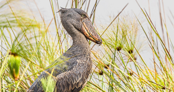 CDR_01152025_0476_Shoebill_Entebbe copy_N