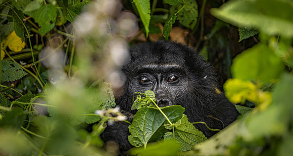 CDR_05212023_0334_Gorilla Trek_Gorillas_N
