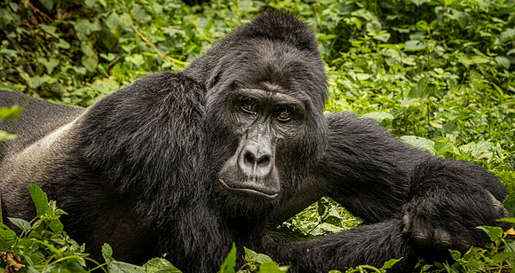 CDR_02262024_2808_Gorillas_Habinyanja Family_buhoma_gorillas_N