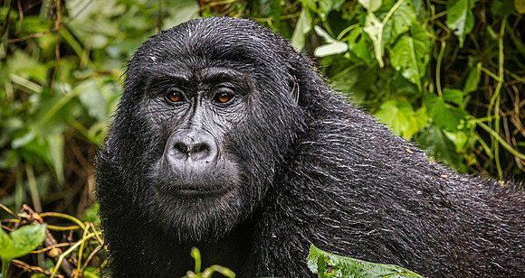 CDR_01222025_0231_Gorilla_Rashuga_N