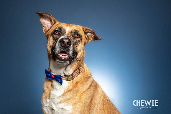 CDR_05082021_0027-Chewie_Maryann
