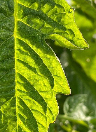 IMG_6511