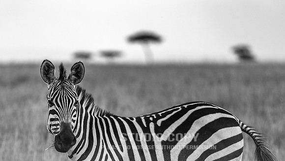 CDR_06282019_1334