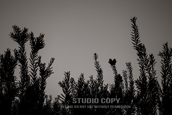 CDR_01212015_0122_nola
