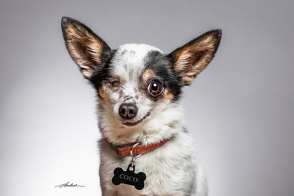 CDR_12182016_0200-Coco-web