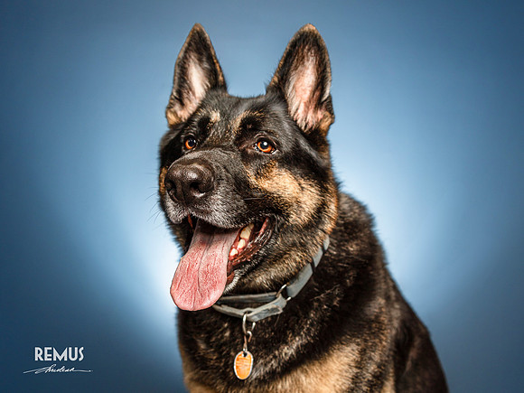 CDR_04132021_0055_Pawdography_test_Remus