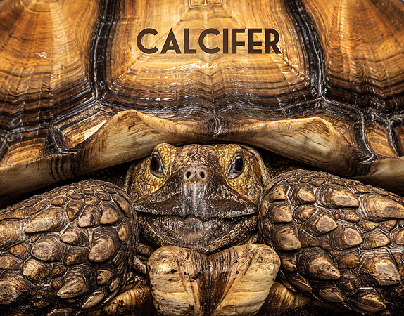 CDR_05082021_0101-Calcifer_ashley_v2