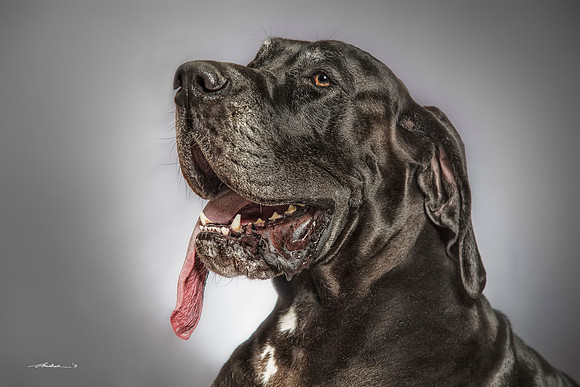 CDR_07152017_0799 Great Dane Noah