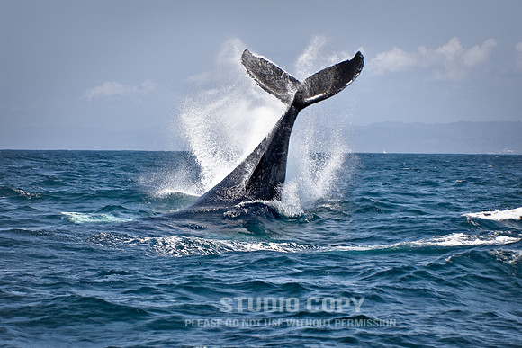 _MG_3237 whale v2