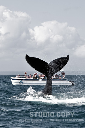 _MG_3257 whale watch