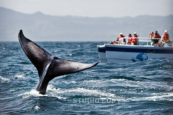 _MG_3411 whale watch samana