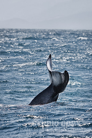 _MG_3464 whale watch