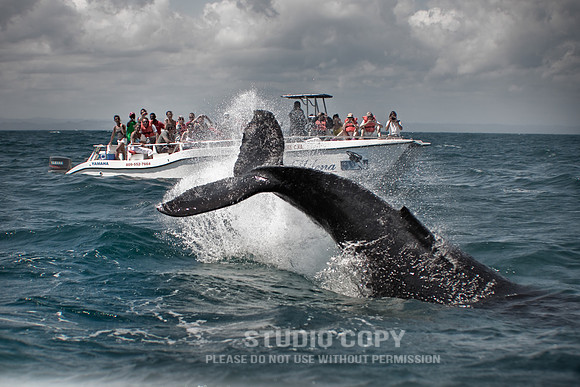 _MG_3609 whale