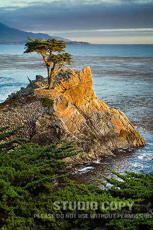 _MG_8010 lone cypress by christian del rosario