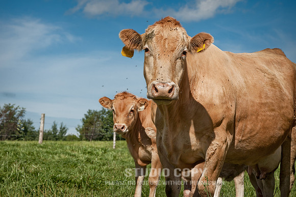 _MG_8618 Organic Cows