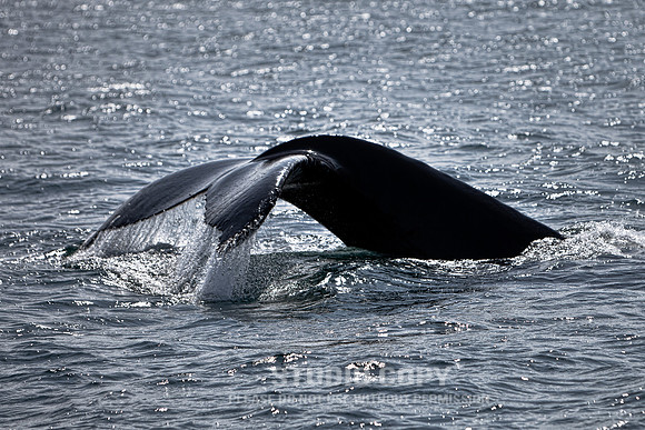 _MG_8660 whale watching ptown by christian del rosario