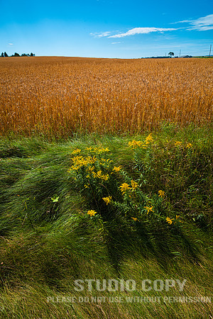 _MG_8814 wheat field