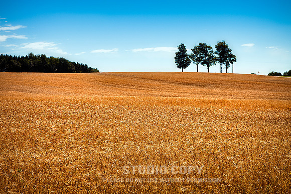 _MG_8856 wheat fields quebec by christian del rosario