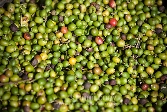 _MG_9552smalljpgf12
