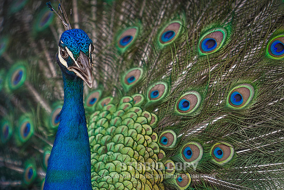 _MG_9949 Peacock