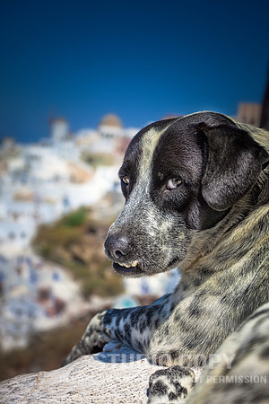 _MG_6661 santorini dog by christian del rosario