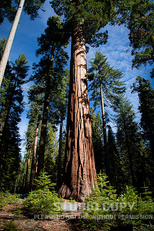 _MG_7856_yosemite 2010__nov 11-13_by christian del rosario _web