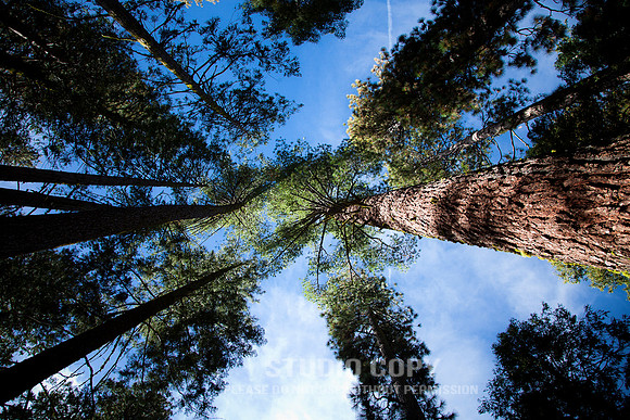 _MG_7976_yosemite 2010__nov 11-13_by christian del rosario _web
