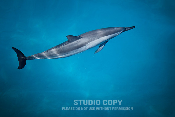 CDR_0722_2012_0355 Hawaiian Dolphin