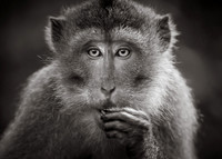 Monkeys GALLERY