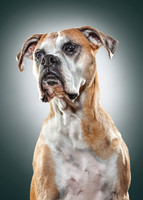 Dogs GALLERY