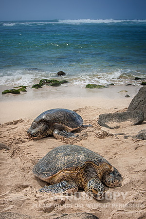 CDR_04042013_0246 turtles