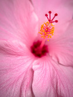 Shades of Pink