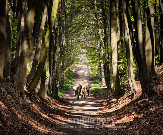 CDR_04202016_0074_Hallerbos