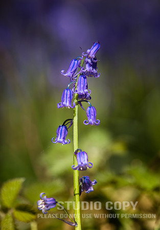 CDR_04202016_0281_Hallerbos