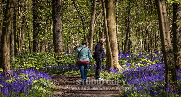 CDR_04202016_0337_hallerbos
