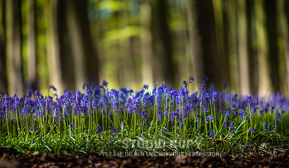 CDR_04202016_0410_Hallerbos
