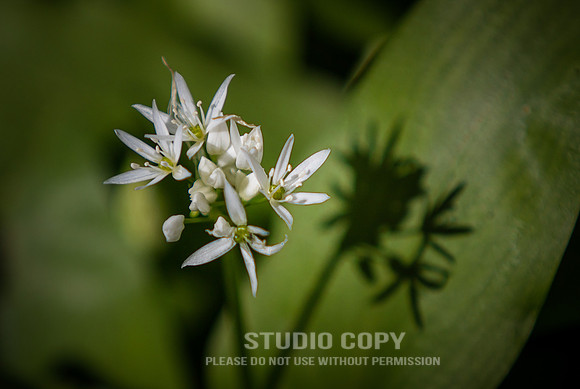 CDR_04202016_0449_hallerbos