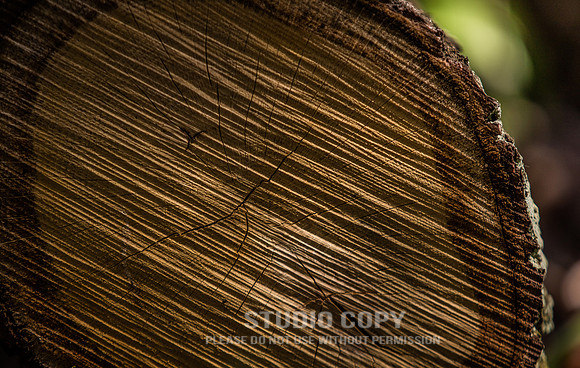 CDR_04202016_0455_hallerbos