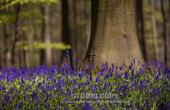 CDR_04202016_0465_hallerbos