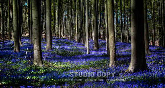 CDR_04202016_0507_Hallerbos