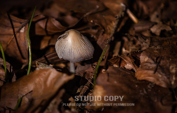 CDR_04202016_0528_hallerbos