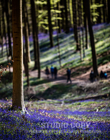 CDR_04202016_0546_Hallerbos