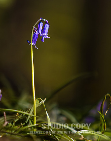 CDR_04202016_0577_hallerbos