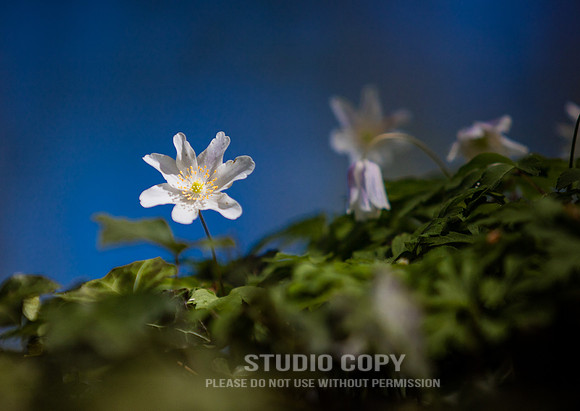 CDR_04202016_0587_hallerbos
