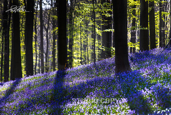 CDR_04202016_0622-hallerbos-web