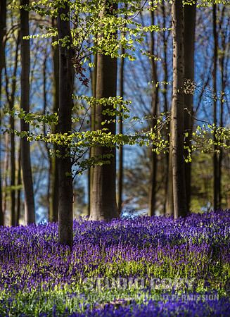 CDR_04202016_0634-Hallerbos