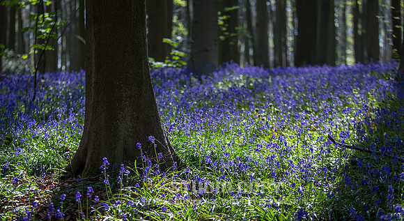CDR_04202016_0817_hallerbos